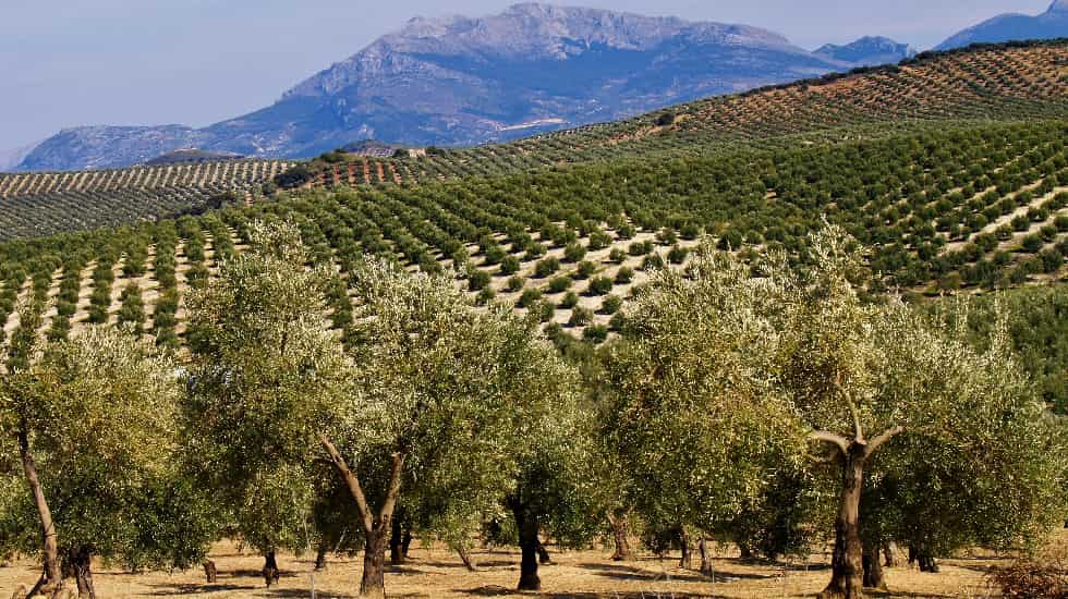 El Olivar como cultivo sostenible