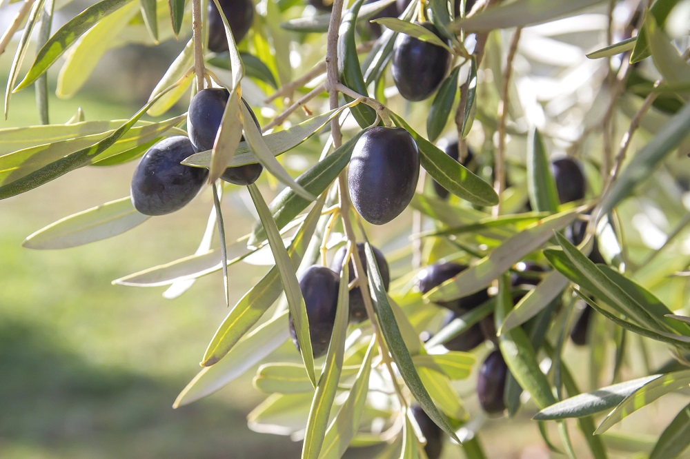 aceite de oliva variedad de aceituna calidad La Comunal