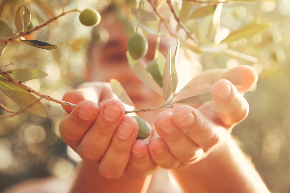 AOVE salud aceite de oliva virgen extra memoria desarrollo cognitivo funciones neuronales aceite de oliva olivar aceituna La Comunal