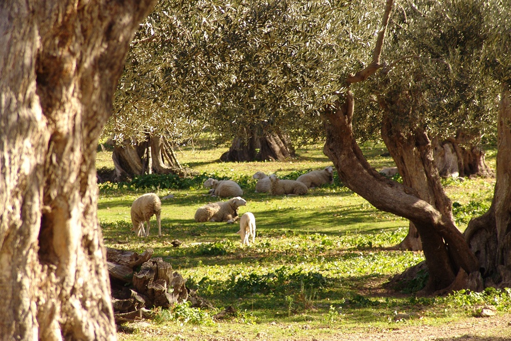 AOVE biodinámico certificación Demeter agricultura biodinámica aceite de oliva virgen extra La Comunal