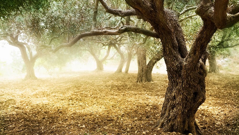 poda del olivo aceite de oliva virgen extra AOVE olivar La Comunal