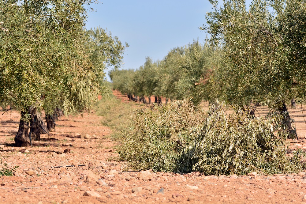 poda del olivo tipos de poda aceite de oliva virgen extra AOVE olivar La Comunal