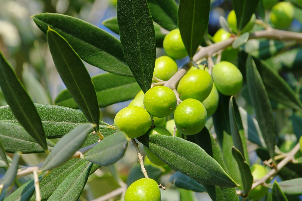 nuevas variedades de aceituna cultivo de olivar en seto empeltre farax OAC Lecciana Oliana Arbosana Arbequina Koroneiki Leccino AOVE aceite de oliva La Comunal