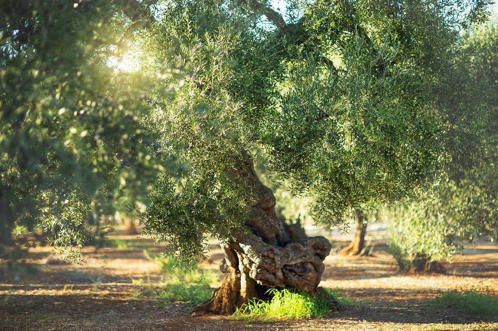 cultivo del olivar tradicional sector oleícola aceite de oliva virgen extra aove La Comunal