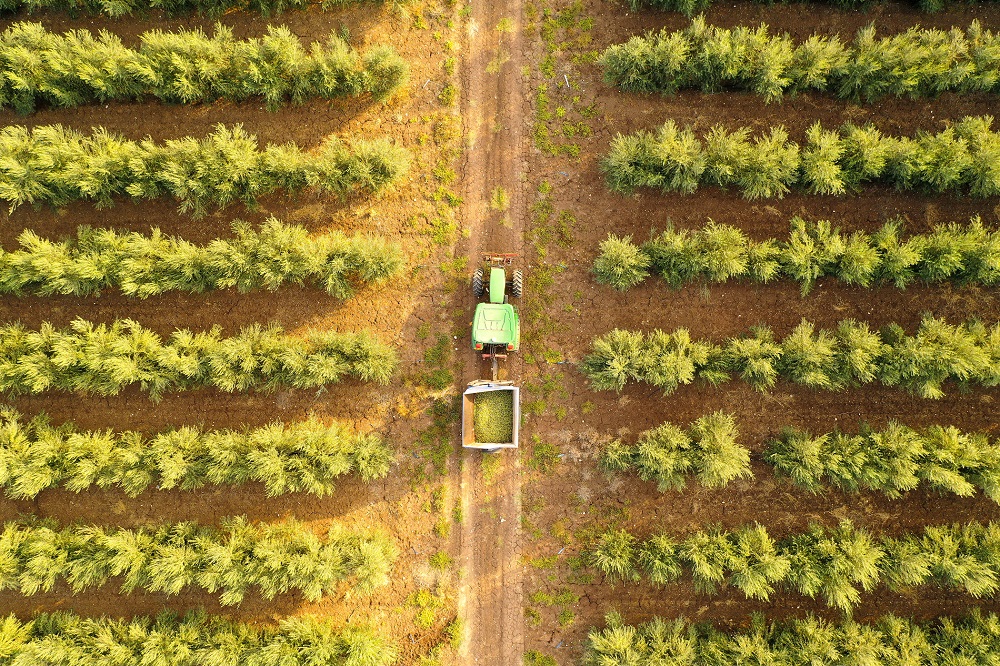 cultivo del olivar en seto sector oleícola aceite de oliva virgen extra aove La Comunal