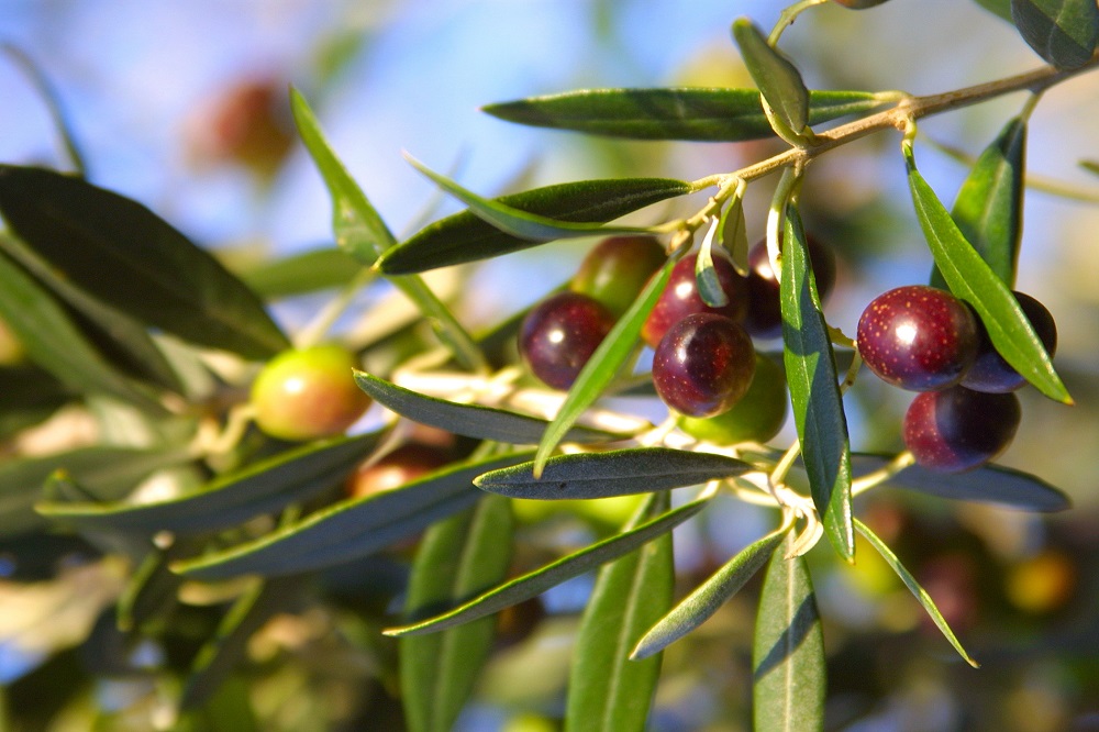 variedades autóctonas de aceituna Comunidad Valenciana cultivo de olivar aceite de oliva virgen extra alfafara blanqueta farga villalonga changlot real AOVE La Comunal