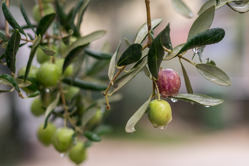 variedades autóctonas de aceituna Navarra La Rioja cultivo de olivar aceite de oliva virgen extra redondilla redondal machón royuela arróniz AOVE La Comunal