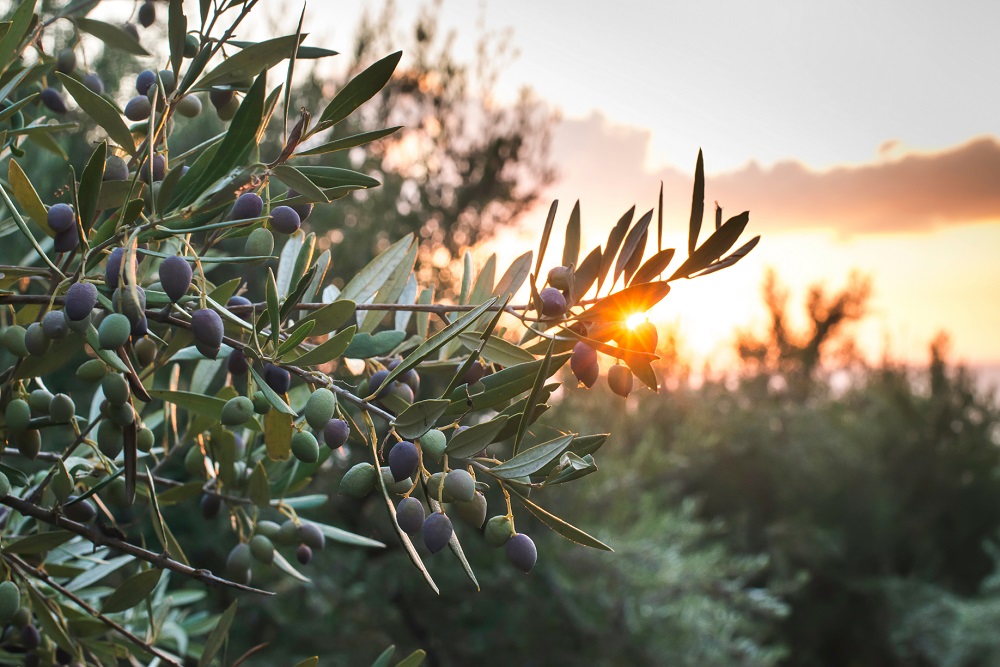 variedades autóctonas de aceituna acebuchina Verdial Canaria Cobrançosa Salgueira OCAL cultivo de olivar aceite de oliva virgen extra AOVE La Comunal
