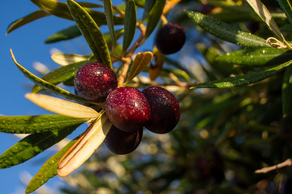 variedades autóctonas de aceituna Castilla y León cultivo de olivar aceite de oliva virgen extra zorzal de arribes AOVE La Comunal