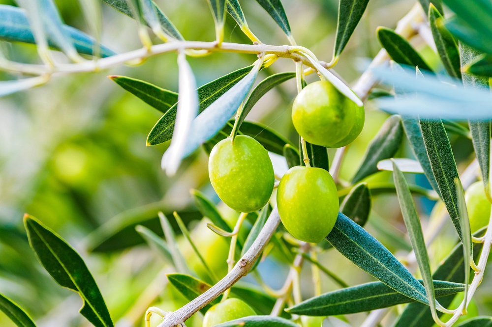 recolección aceituna AOVE de cosecha temprana cultivo de olivar aceite de oliva virgen extra envero AOVE La Comunal