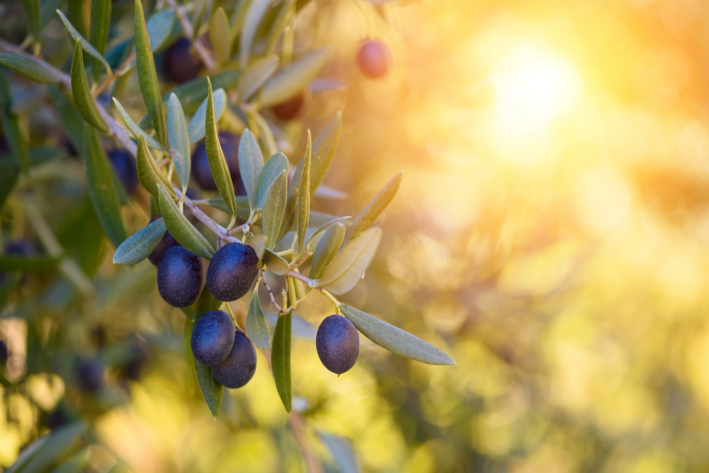 variedades autóctonas de aceituna Andalucía cultivo de olivar aceite de oliva virgen extra verdial de huévar verdial de vélez málaga royal de cazorla ocal aloreña AOVE La Comunal
