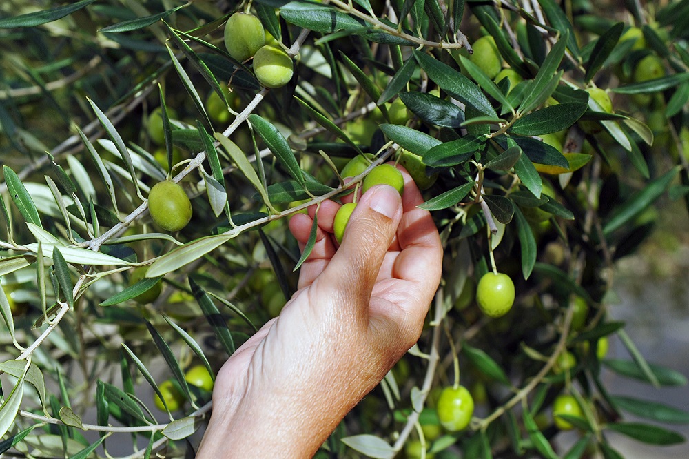 sistemas recolección de aceituna ordeño olivo vareo mecánico cultivo de olivar aceite de oliva virgen extra AOVE La Comunal