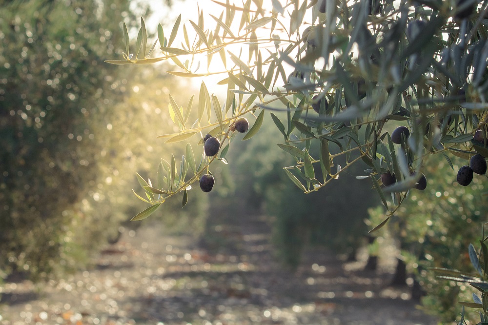 vecería del olivo sector olivarero producción oleícola aceite de oliva virgen extra AOVE La Comunal