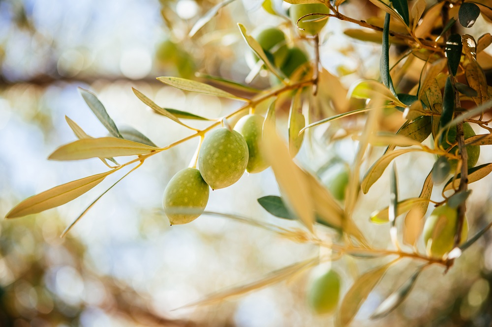 Olive Weeks AOVE ecológico matices aceite de oliva virgen extra olivar aceituna aceite ecológico sabor La Comunal