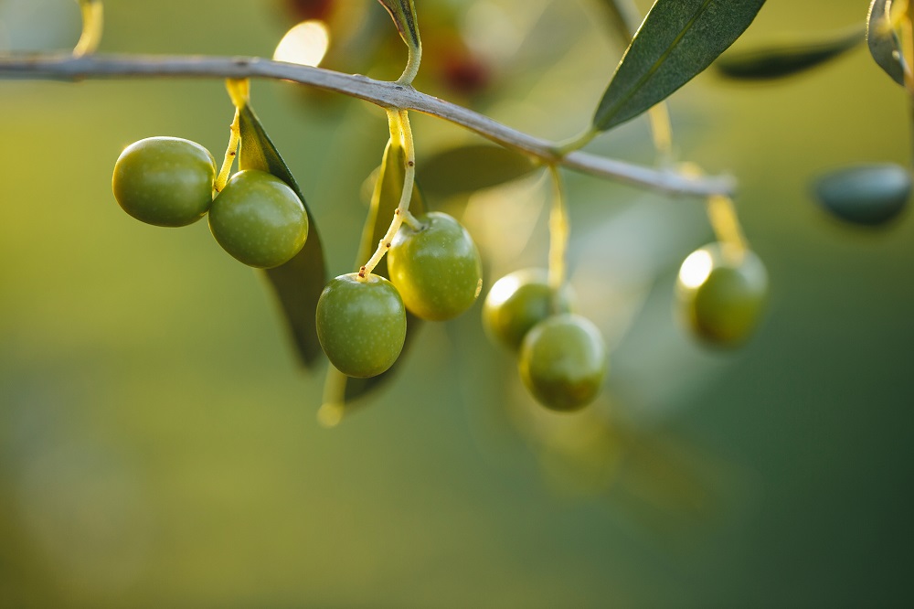 Olive Weeks AOVE arbequina matices aceite de oliva virgen extra olivar aceituna sabor La Comunal