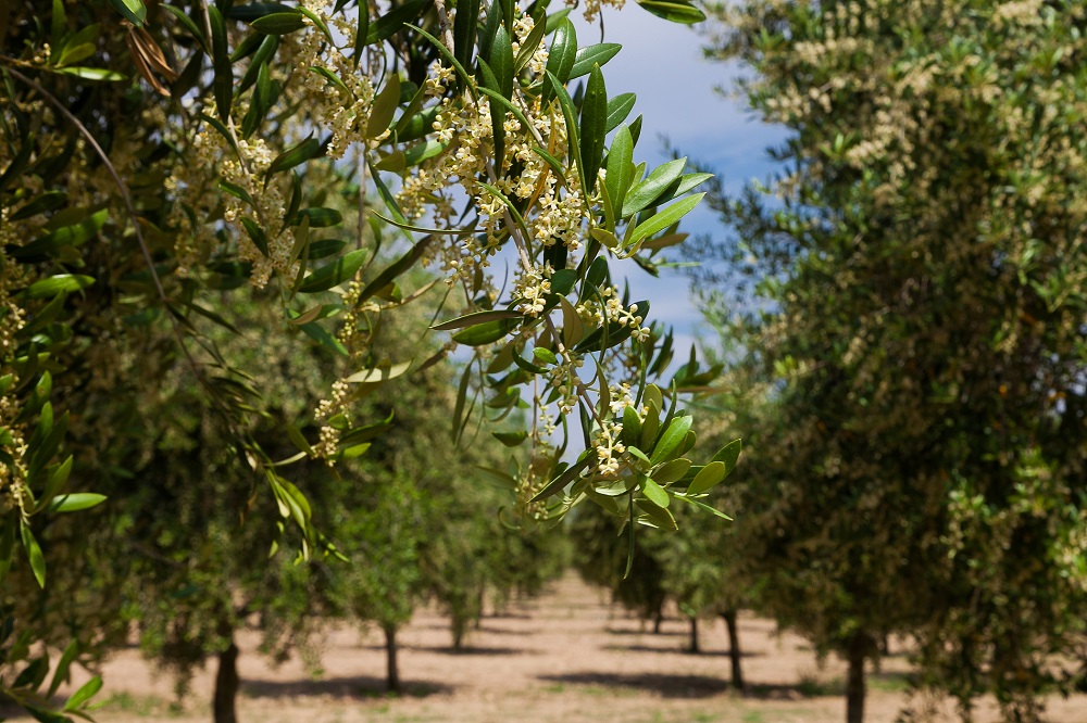 Olive Weeks #oliveweeks AOVE aceites de oliva virgen extra Navarra San Fermín matices aceite de oliva virgen extra olivar aceituna sabor La Comunal