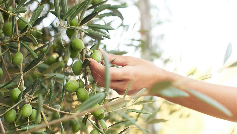 matices AOVE Aceite de Oliva Virgen Extra factores ambientales agronomía propiedades organolépticas La Comunal
