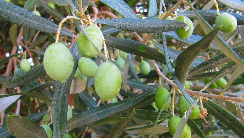 variedades autóctonas de aceituna sector oleícola variedad picudo cultivo de olivar aceite de oliva virgen extra AOVE La Comunal