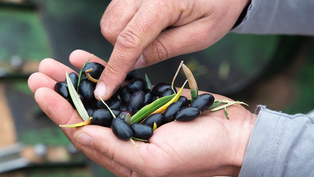 Olive Weeks #oliveweeks AOVE aceites de oliva virgen extra Día Internacional de las cooperativas gastronomía movimiento cooperativo matices aceite de oliva virgen extra olivar aceituna sabor La Comunal