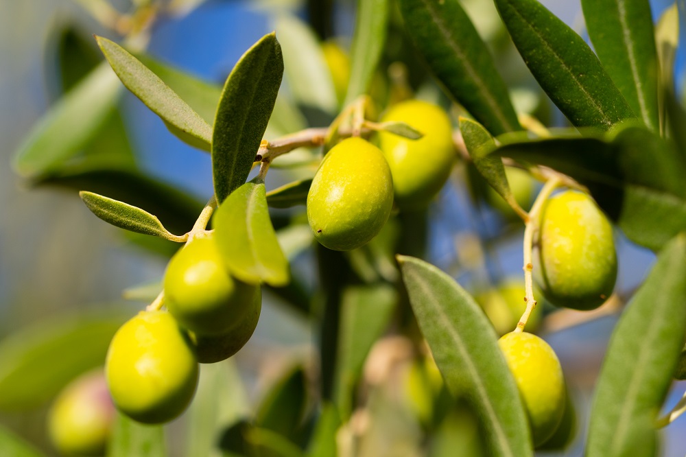 variedades autóctonas de aceituna sector oleícola variedad alfafara cultivo de olivar aceite de oliva virgen extra AOVE La Comunal