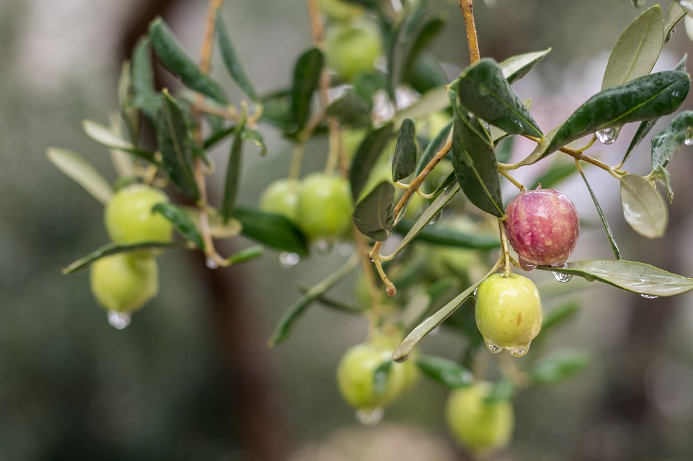 variedades autóctonas de aceituna sector oleícola variedad blanqueta cultivo de olivar aceite de oliva virgen extra AOVE La Comunal