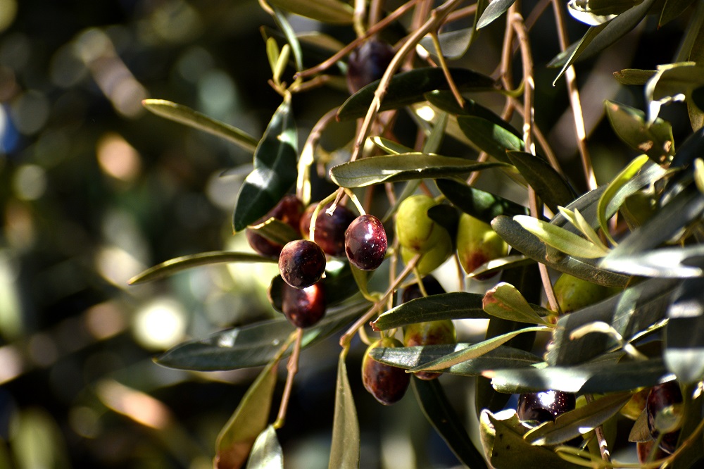 variedades autóctonas de aceituna sector oleícola variedad changlot real cultivo de olivar aceite de oliva virgen extra AOVE La Comunal
