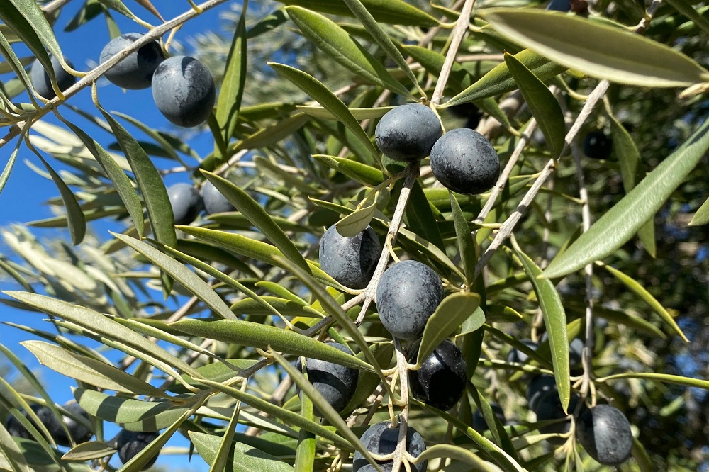 variedades autóctonas de aceituna sector oleícola variedad royal cultivo de olivar aceite de oliva virgen extra AOVE La Comunal