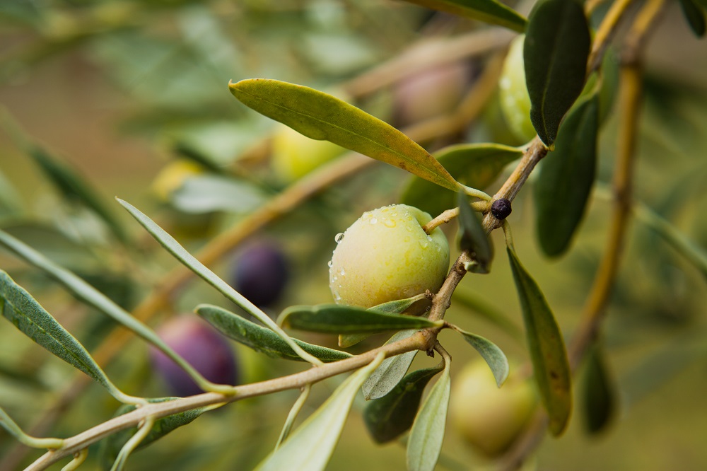 variedades autóctonas de aceituna sector oleícola variedad farga cultivo de olivar aceite de oliva virgen extra AOVE La Comunal