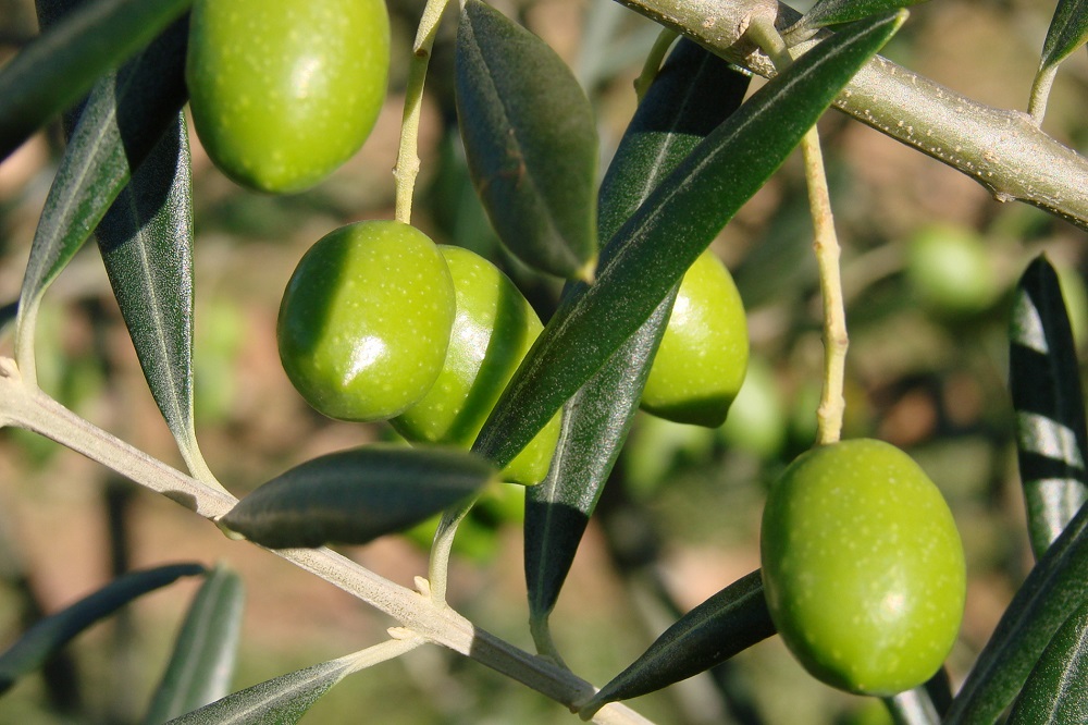 variedades autóctonas de aceituna sector oleícola variedad morrut morruda cultivo de olivar aceite de oliva virgen extra AOVE La Comunal