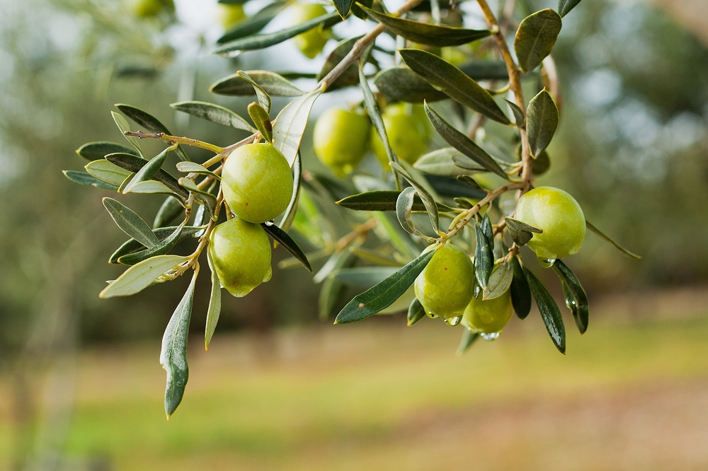 variedades autóctonas de aceituna sector oleícola variedad manzanilla sevillana cultivo de olivar aceite de oliva virgen extra AOVE La Comunal