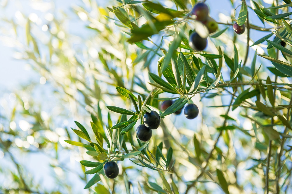 variedades autóctonas de aceituna sector oleícola variedad villalonga cultivo de olivar aceite de oliva virgen extra AOVE La Comunal