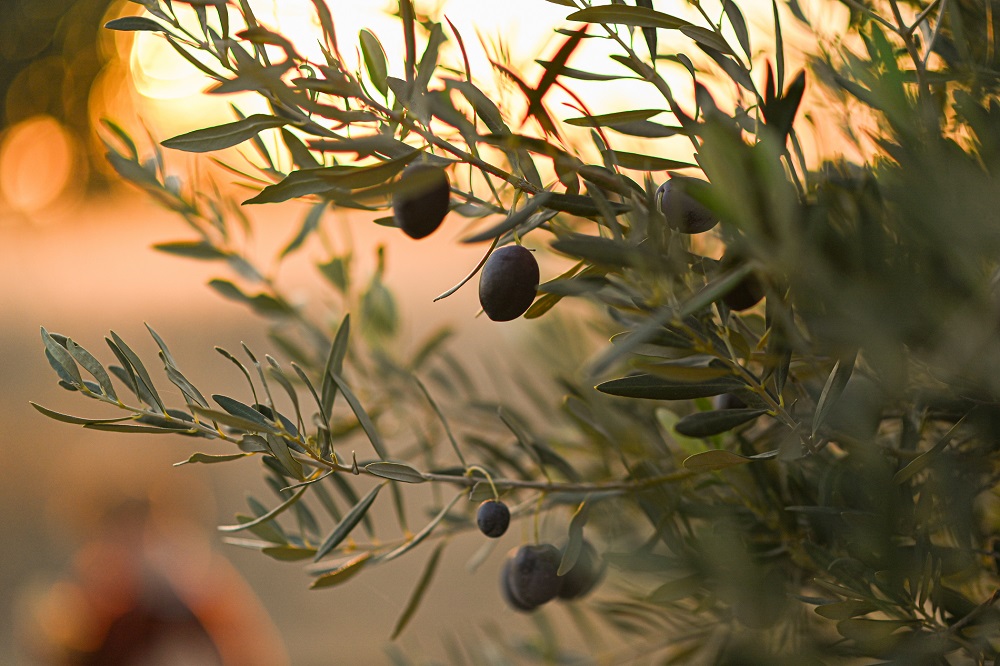 variedades autóctonas de aceituna sector oleícola variedad sevillenca cultivo de olivar aceite de oliva virgen extra AOVE La Comunal
