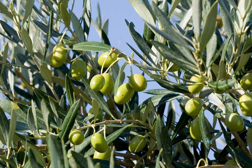 variedades autóctonas de aceituna sector oleícola variedad verdial de Huévar cultivo de olivar aceite de oliva virgen extra AOVE La Comunal