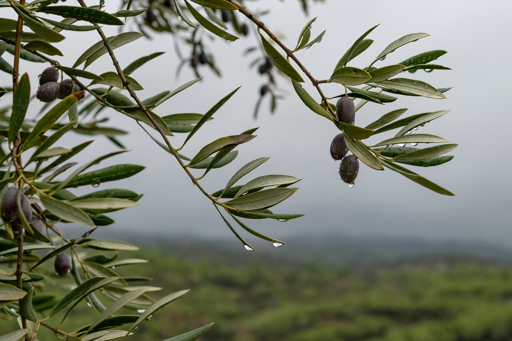 variedades autóctonas de aceituna sector oleícola variedad lechín de Sevilla cultivo de olivar aceite de oliva virgen extra AOVE La Comunal