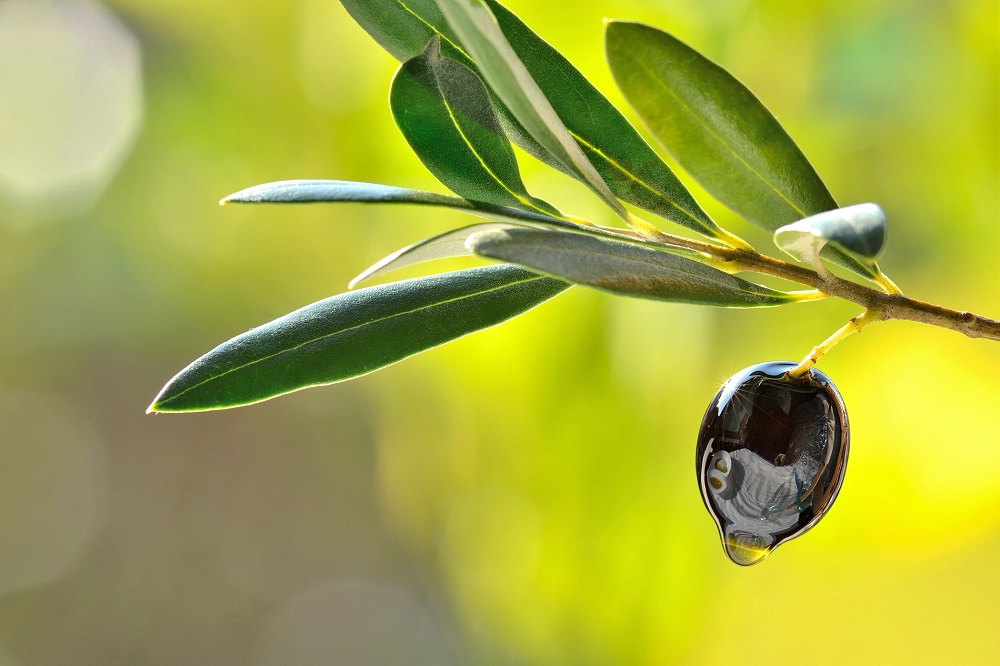 proyecto PREDIMED-Plus Aceite de Oliva Virgen Extra salud alimentación saludable vida sana gastronomía AOVE La Comunal