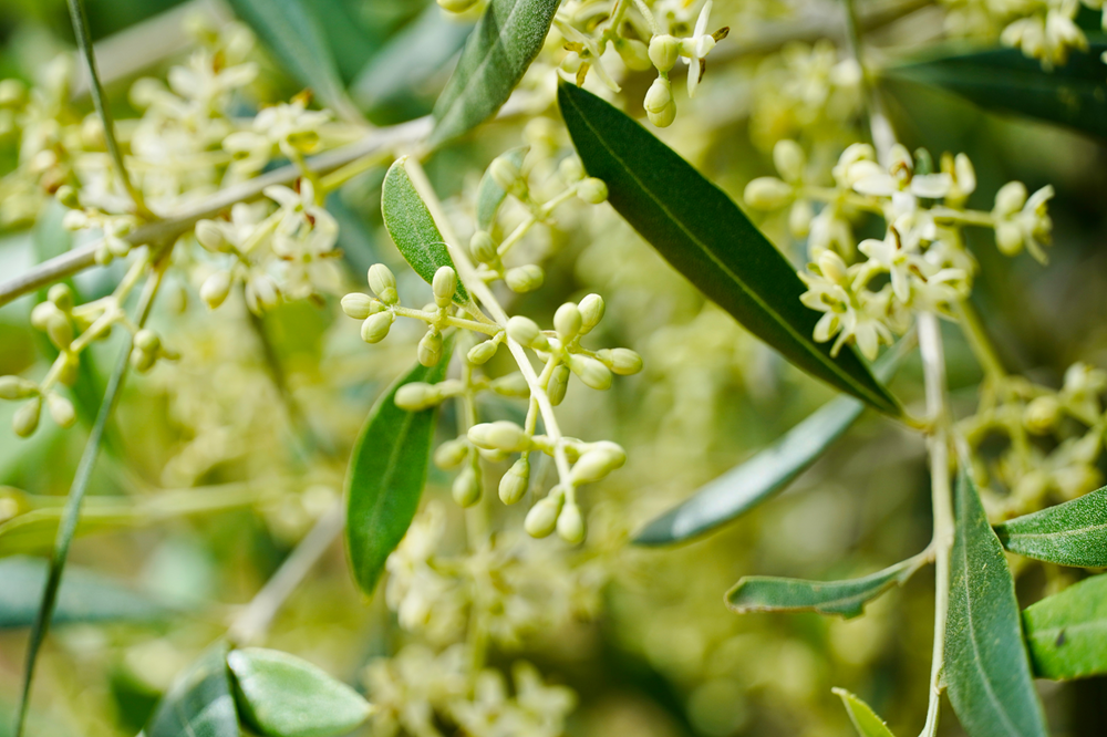 Olive Weeks #oliveweeks AOVE aceites de oliva virgen extra primavera matices aceite de oliva virgen extra olivar aceituna sabor La Comunal