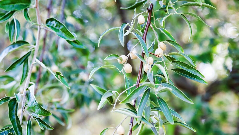 variedades autóctonas de aceituna sector oleícola variedad acebuche cultivo de olivar aceite de oliva virgen extra AOVE La Comunal