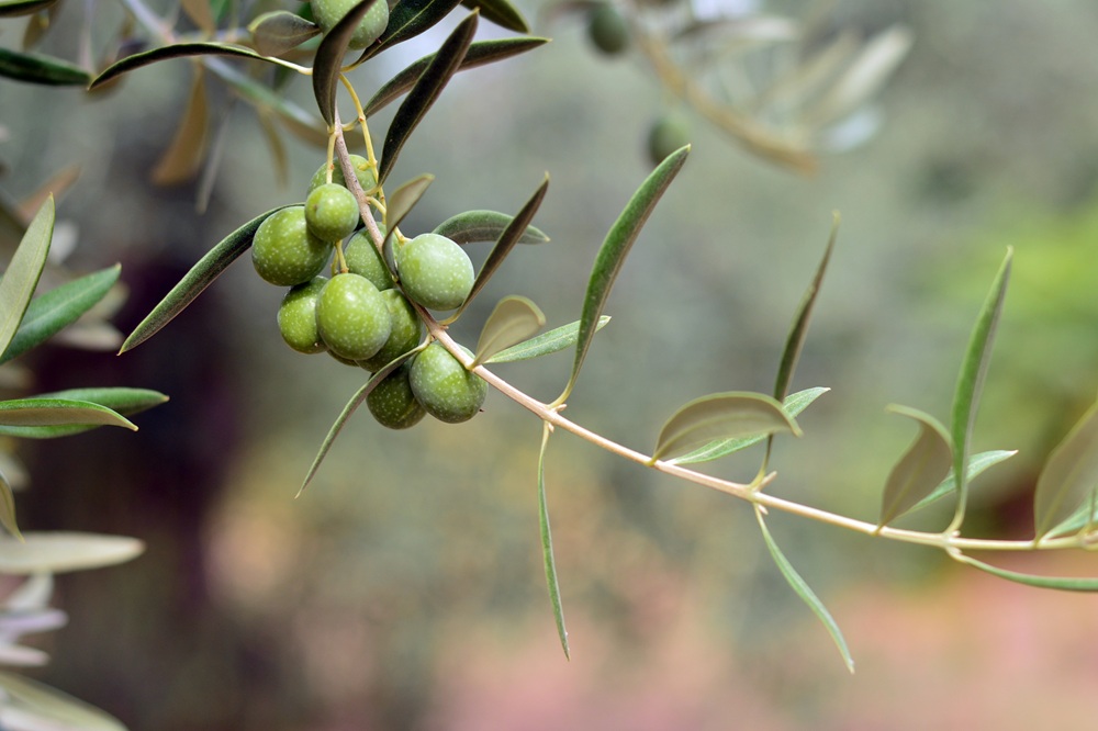 variedades autóctonas de aceituna sector oleícola variedad pajarero cultivo de olivar aceite de oliva virgen extra AOVE La Comunal